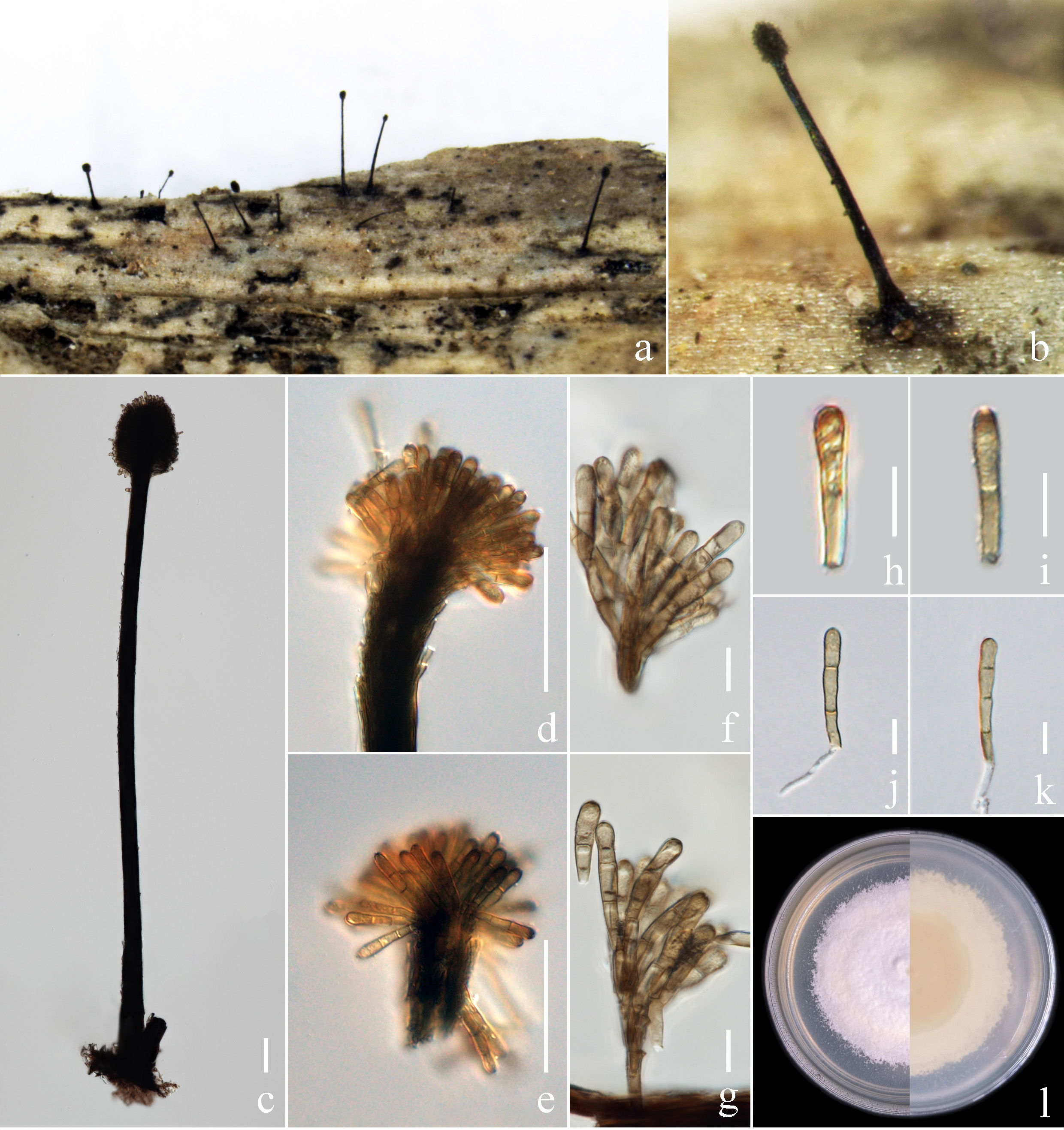 Figure 123